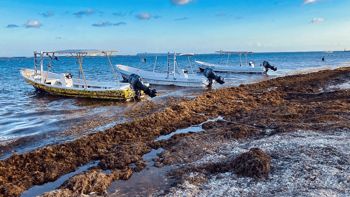 Beaches Under Watch as Sargassum Builds Before Holy Week Rush