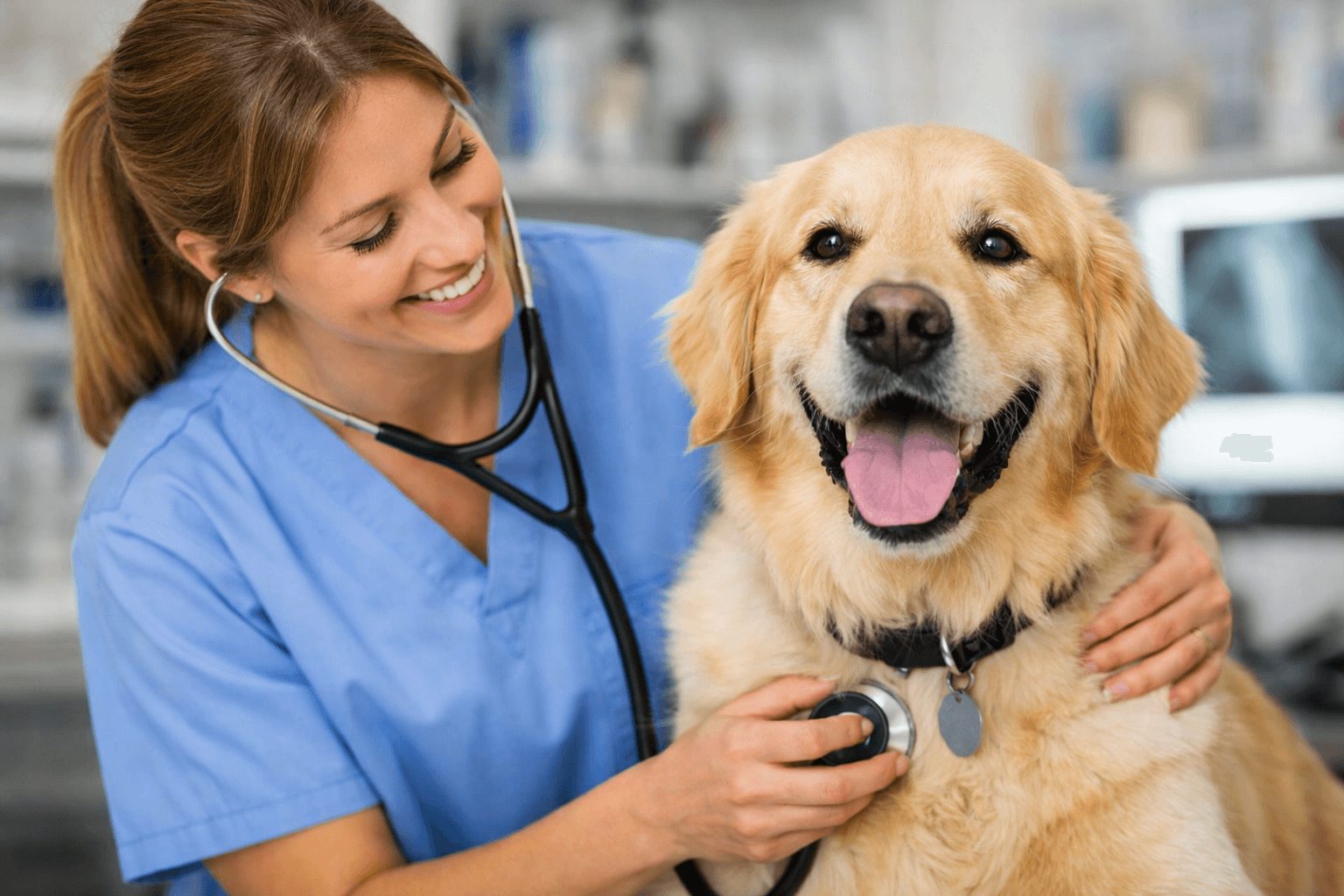 New Animal Hospital Coming to Cancun: What It Means for Pet Owners in Puerto Morelos
